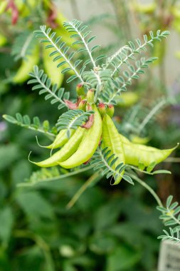 Saint Gallen, İsviçre, 9 Mayıs 2025 Sutherlandia Frutescens veya botanik bahçesindeki kanser çalı bitkisi