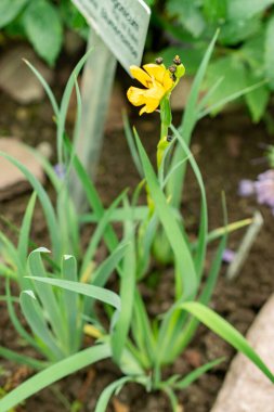 Saint Gallen, İsviçre, 9 Mayıs 2025 Sisyrinchium Patagonicum tesisi botanik bahçesinde