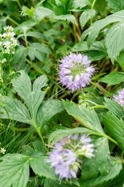 Saint Gallen, İsviçre, 9 Mayıs 2025 Virginianum ya da Virginia su yaprağı bitkisi botanik bahçesinde.