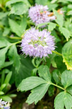 Saint Gallen, İsviçre, 9 Mayıs 2025 Virginianum ya da Virginia su yaprağı bitkisi botanik bahçesinde.