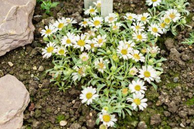 Saint Gallen, İsviçre, 9 Mayıs 2025 Townsendia Minima bitkisi botanik bahçesinde