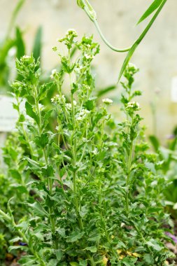 Saint Gallen, İsviçre, 9 Mayıs 2025 Botanik Bahçesindeki Draba Incana fabrikası