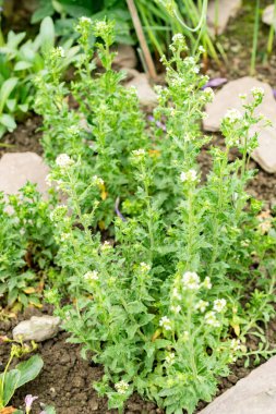 Saint Gallen, İsviçre, 9 Mayıs 2025 Botanik Bahçesindeki Draba Incana fabrikası