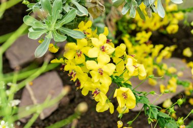 Saint Gallen, İsviçre, 9 Mayıs 2025 Verbascum Arcturus bitkisi botanik bahçesinde.