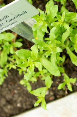 Saint Gallen, İsviçre, 9 Mayıs 2025 Anagallis Monelli veya botanik bahçesindeki bahçe faresi fabrikası