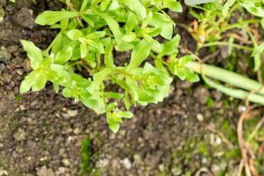 Saint Gallen, İsviçre, 9 Mayıs 2025 Anagallis Monelli veya botanik bahçesindeki bahçe faresi fabrikası