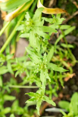 Saint Gallen, İsviçre, 9 Mayıs 2025 Anagallis Monelli veya botanik bahçesindeki bahçe faresi fabrikası