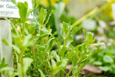 Saint Gallen, İsviçre, 9 Mayıs 2025 Anagallis Monelli veya botanik bahçesindeki bahçe faresi fabrikası