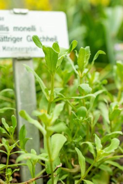 Saint Gallen, İsviçre, 9 Mayıs 2025 Anagallis Monelli veya botanik bahçesindeki bahçe faresi fabrikası