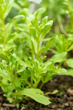 Saint Gallen, İsviçre, 9 Mayıs 2025 Anagallis Monelli veya botanik bahçesindeki bahçe faresi fabrikası