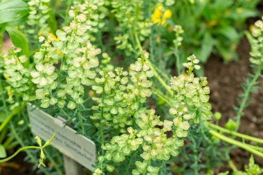 Saint Gallen, İsviçre, 9 Mayıs 2025 Botanik Bahçesindeki Aethionema Diastrophis fabrikası