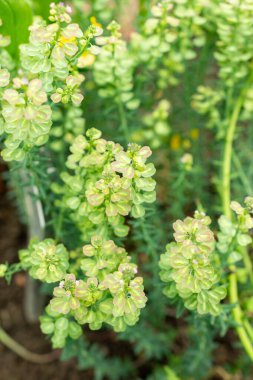 Saint Gallen, İsviçre, 9 Mayıs 2025 Botanik Bahçesindeki Aethionema Diastrophis fabrikası