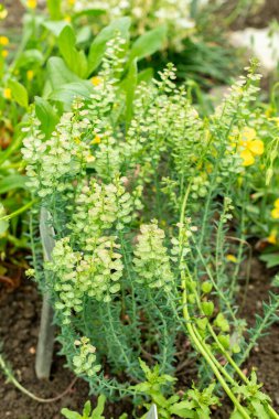 Saint Gallen, İsviçre, 9 Mayıs 2025 Botanik Bahçesindeki Aethionema Diastrophis fabrikası