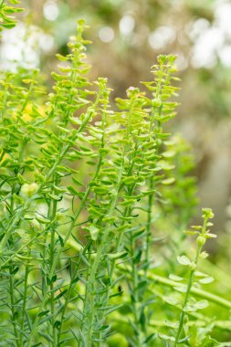 Saint Gallen, İsviçre, 9 Mayıs 2025 Botanik Bahçesindeki Aethionema Diastrophis fabrikası