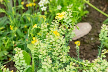 Saint Gallen, İsviçre, 9 Mayıs 2025 Botanik Bahçesindeki Aethionema Diastrophis fabrikası