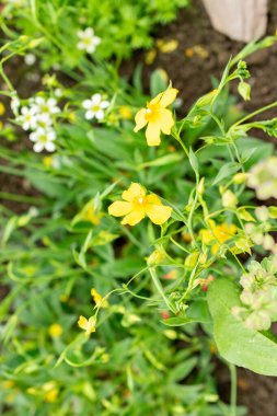 Saint Gallen, İsviçre, 9 Mayıs 2025 Tüberaria Lignosa bitkisi botanik bahçesinde.