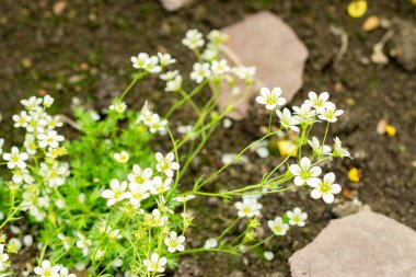 Saint Gallen, İsviçre, 9 Mayıs 2025 Saxifraga Tombeanensis bitkisi botanik bahçesinde.