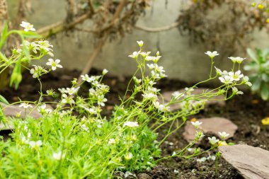 Saint Gallen, İsviçre, 9 Mayıs 2025 Saxifraga Tombeanensis bitkisi botanik bahçesinde.