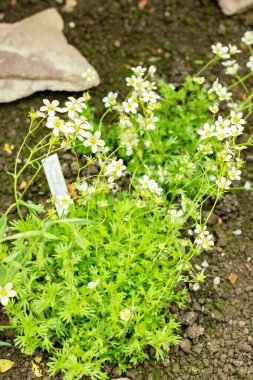 Saint Gallen, İsviçre, 9 Mayıs 2025 Saxifraga Tombeanensis bitkisi botanik bahçesinde.
