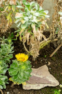 Saint Gallen, İsviçre, 9 Mayıs 2025 Asteriscus Intermedius bitkisi botanik bahçesinde.