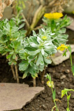 Saint Gallen, İsviçre, 9 Mayıs 2025 Asteriscus Intermedius bitkisi botanik bahçesinde.