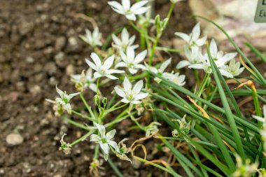 Saint Gallen, İsviçre, 9 Mayıs 2025 Ornithogalum Umbellatum veya botanik bahçesindeki Bethlehem fabrikasının yıldızı