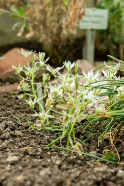 Saint Gallen, İsviçre, 9 Mayıs 2025 Ornithogalum Umbellatum veya botanik bahçesindeki Bethlehem fabrikasının yıldızı