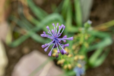 Saint Gallen, İsviçre, 9 Mayıs 2025 Weissii bitkisi botanik bahçesinde.
