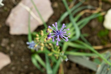 Saint Gallen, İsviçre, 9 Mayıs 2025 Weissii bitkisi botanik bahçesinde.
