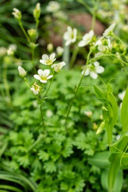 Saint Gallen, İsviçre, 9 Mayıs 2025 Saxifraga Callosa Botanik Bahçesindeki Catalaunica fabrikası