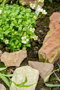 Saint Gallen, İsviçre, 9 Mayıs 2025 Saxifraga Callosa Botanik Bahçesindeki Catalaunica fabrikası