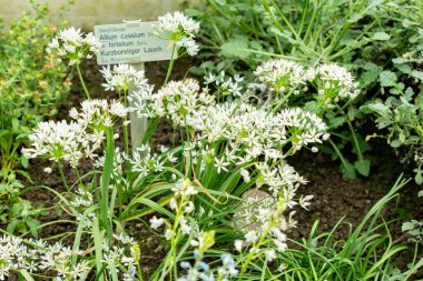 Saint Gallen, İsviçre, 9 Mayıs 2025 Botanik Bahçesindeki Allium Cassium fabrikası