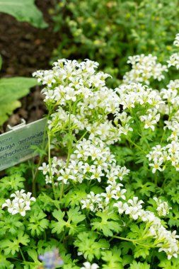 Saint Gallen, İsviçre, 9 Mayıs 2025 Saxifraga Geranioides bitkisi botanik bahçesinde.