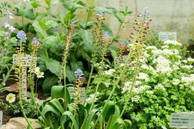 Saint Gallen, İsviçre, 9 Mayıs 2025. Leopoldia Cycladica bitkisi botanik bahçesinde.