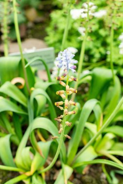 Saint Gallen, İsviçre, 9 Mayıs 2025. Leopoldia Cycladica bitkisi botanik bahçesinde.