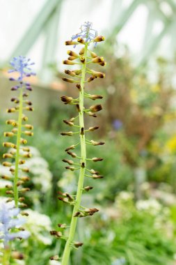 Saint Gallen, İsviçre, 9 Mayıs 2025. Leopoldia Cycladica bitkisi botanik bahçesinde.