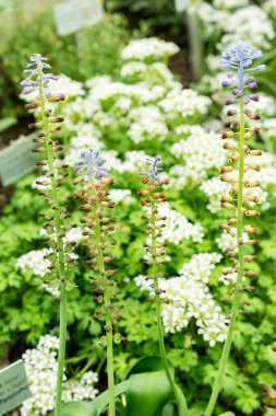 Saint Gallen, İsviçre, 9 Mayıs 2025. Leopoldia Cycladica bitkisi botanik bahçesinde.