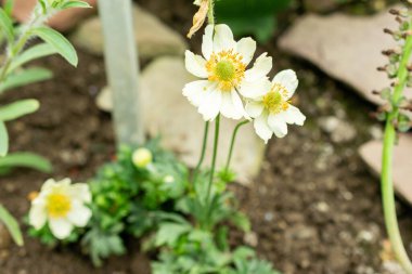 Saint Gallen, İsviçre, 9 Mayıs 2025 Botanik Bahçesindeki Anemone Palmata bitkisi