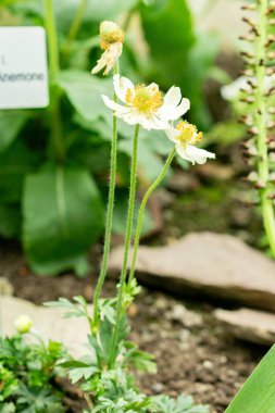 Saint Gallen, İsviçre, 9 Mayıs 2025 Botanik Bahçesindeki Anemone Palmata bitkisi