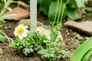Saint Gallen, İsviçre, 9 Mayıs 2025 Botanik Bahçesindeki Anemone Palmata bitkisi