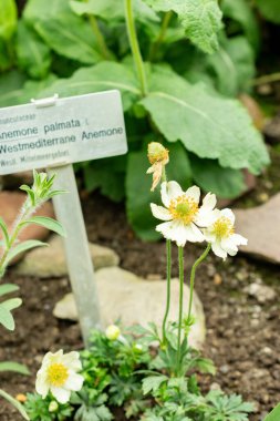 Saint Gallen, İsviçre, 9 Mayıs 2025 Botanik Bahçesindeki Anemone Palmata bitkisi
