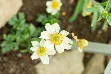 Saint Gallen, İsviçre, 9 Mayıs 2025 Botanik Bahçesindeki Anemone Palmata bitkisi