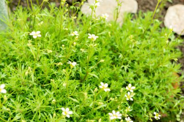 Saint Gallen, İsviçre, 9 Mayıs 2025 Saxifraga Continentalis bitkisi botanik bahçesinde.