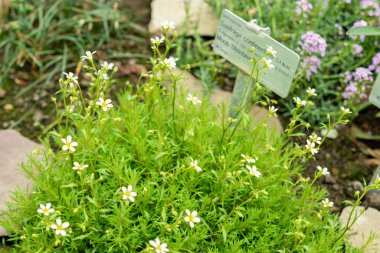 Saint Gallen, İsviçre, 9 Mayıs 2025 Saxifraga Continentalis bitkisi botanik bahçesinde.