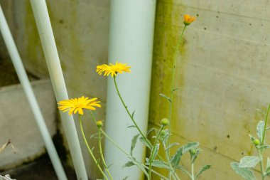 Saint Gallen, İsviçre, 9 Mayıs 2025 Celendula Suffruticosa var Tomentosa bitkisi botanik bahçesinde