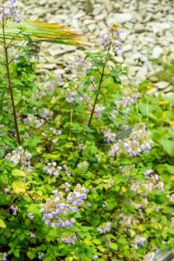 Saint Gallen, İsviçre, 9 Mayıs 2025 Calceolaria Plectranthifolia Bitkisi Botanik Bahçesinde