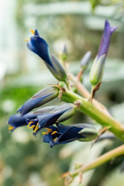 Saint Gallen, İsviçre, 9 Mayıs 2025 Puya Coerulea bitkisi botanik bahçesinde.