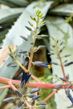 Saint Gallen, İsviçre, 9 Mayıs 2025 Puya Coerulea bitkisi botanik bahçesinde.