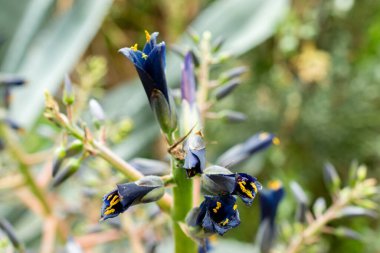 Saint Gallen, İsviçre, 9 Mayıs 2025 Puya Coerulea bitkisi botanik bahçesinde.