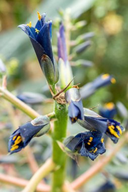 Saint Gallen, İsviçre, 9 Mayıs 2025 Puya Coerulea bitkisi botanik bahçesinde.